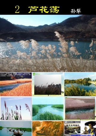 八年级语文上册 芦花荡课件芦花荡课件 新人教版 课件