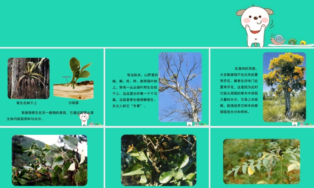 七年级生物上册 2.2.2(环境影响生物的生存)生物之间寄生关系实例素材 (新版)苏科版 素材