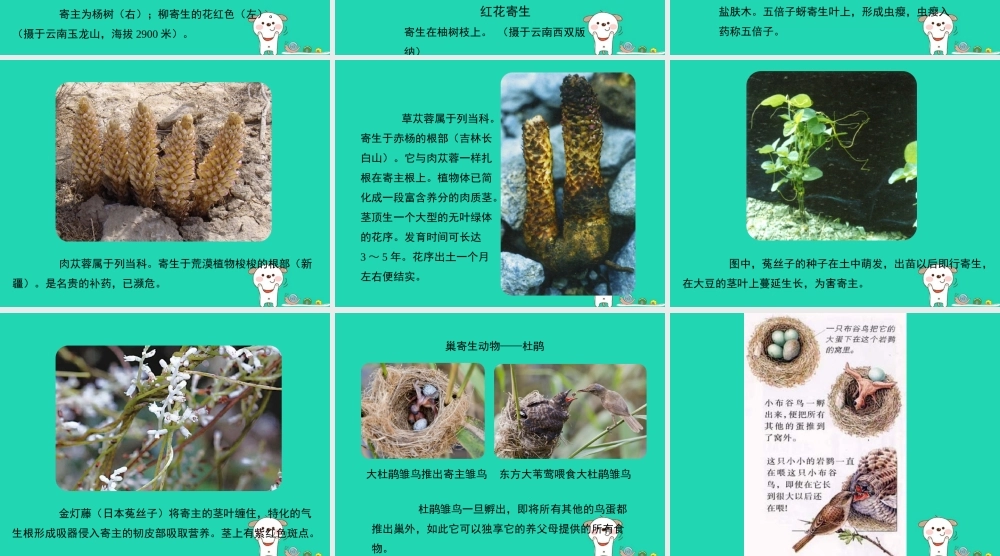 七年级生物上册 2.2.2(环境影响生物的生存)生物之间寄生关系实例素材 (新版)苏科版 素材