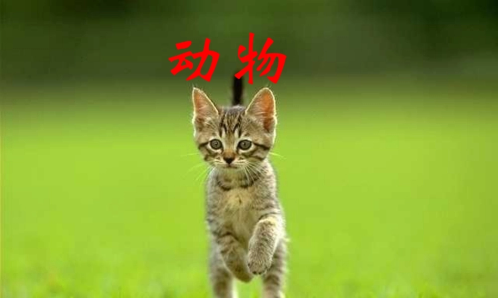 中学七年级语文下册 6.26(猫)课件 (新版)新人教版 课件