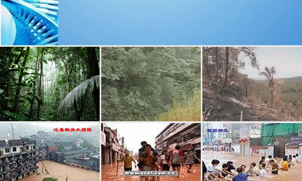 八年级语文下册 第15课(雨林的毁灭--世界性灾难)课件 北京课改版 课件