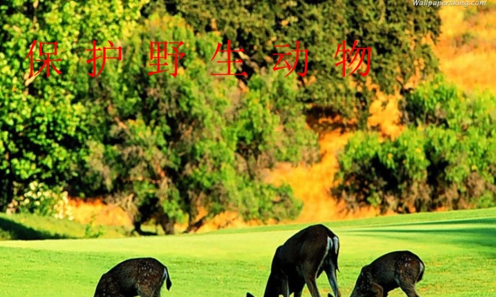 七年级语文上册(保护野生动物)课件 苏教版 课件