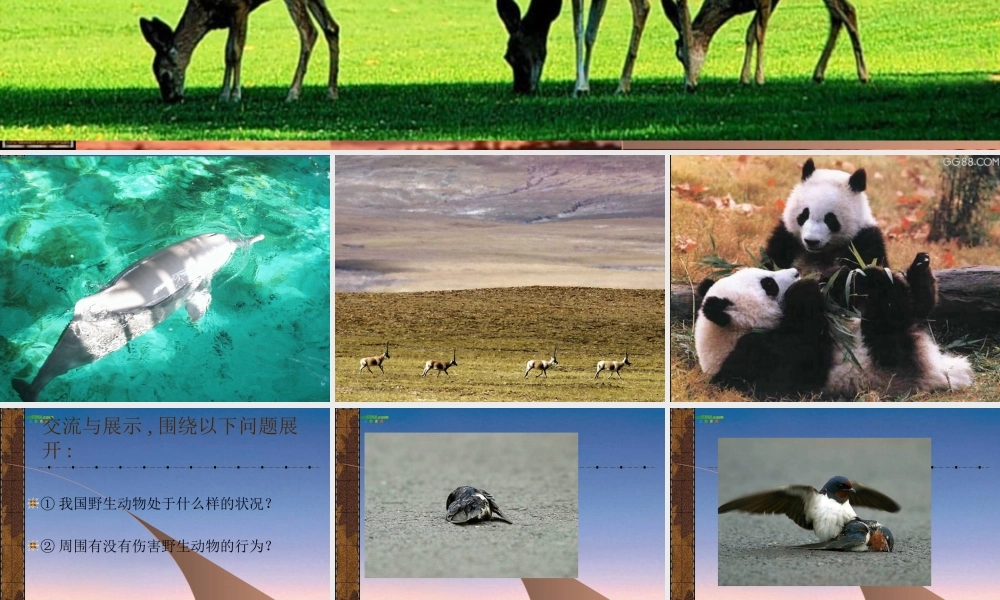 七年级语文上册(保护野生动物)课件 苏教版 课件