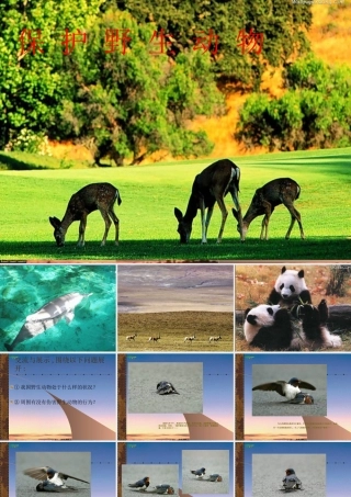 七年级语文上册(保护野生动物)课件 苏教版 课件