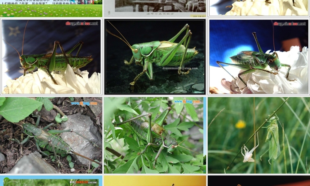 七年级语文上册(绿色蝈蝈)优秀课件(35页) 人教新课标版 课件