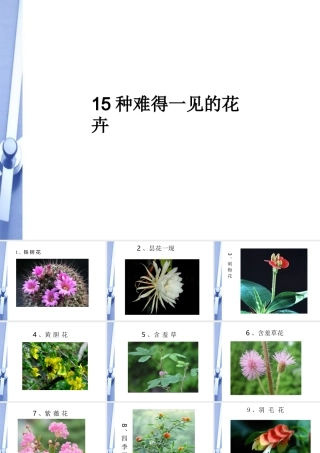 七年级生物上册 15种难得一见的花图片1课件 人教新课标版 课件