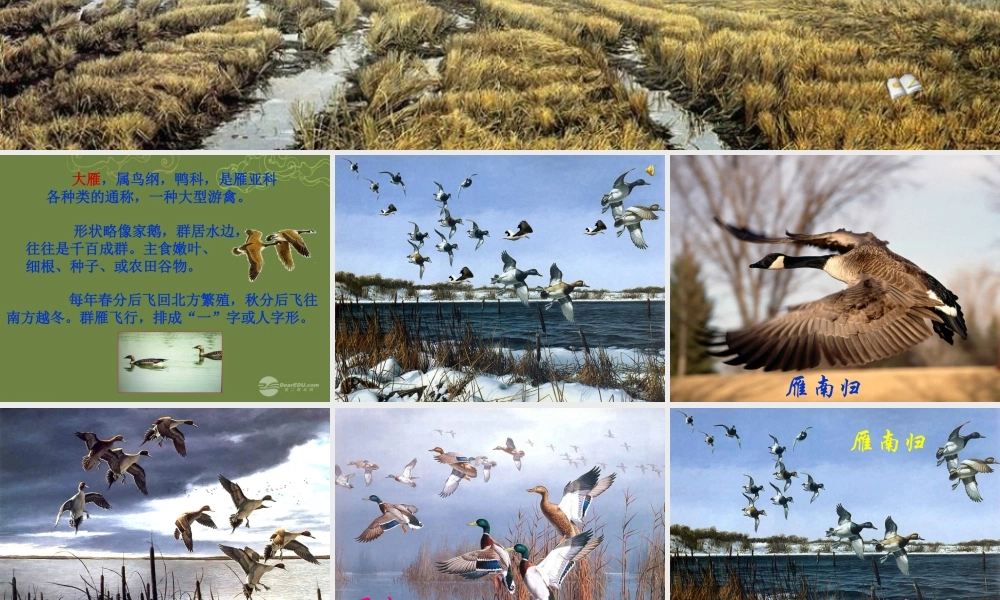 八年级语文下册 14 大雁归来课件 新人教版 学案-2
