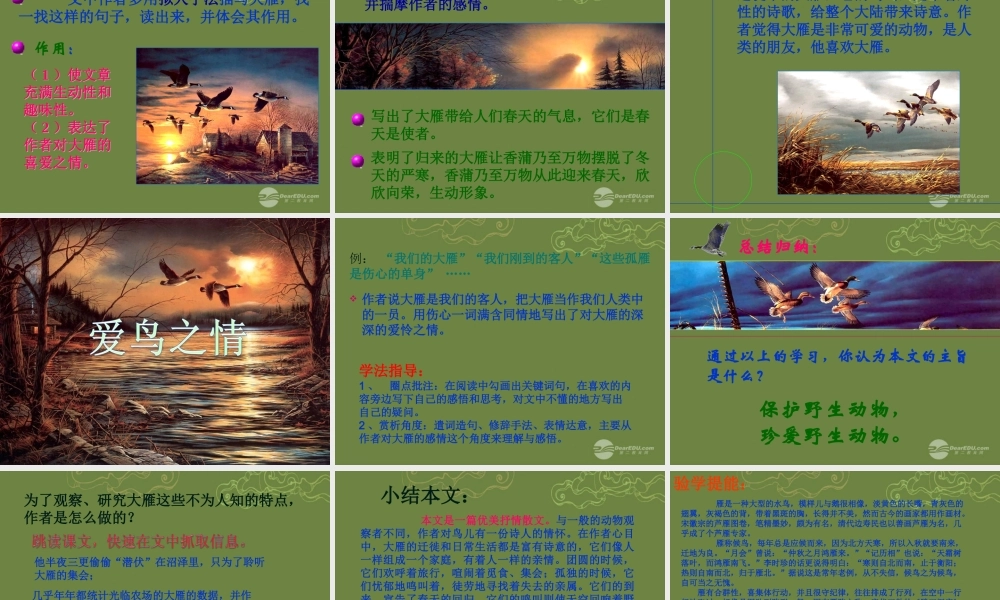 八年级语文下册 14 大雁归来课件 新人教版 学案-2