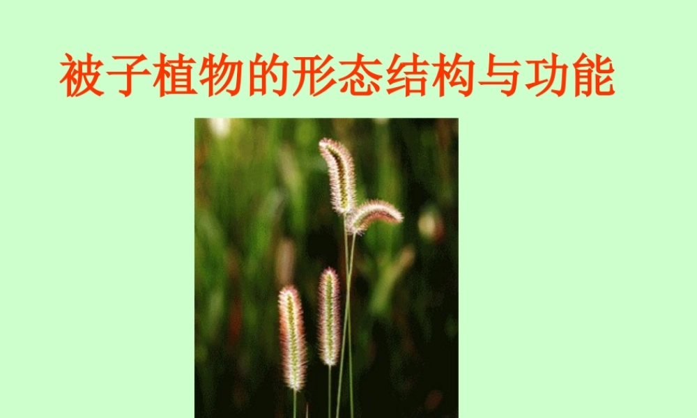 八年级生物 第二学期(试验本)第4章第一节 植物 叶的结构和功能课件 上海版 课件