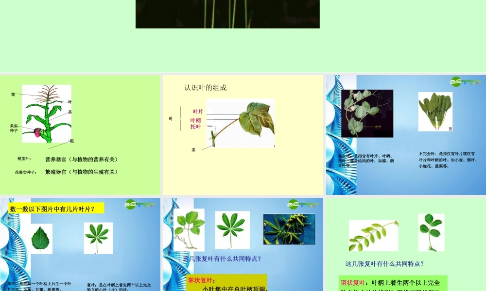 八年级生物 第二学期(试验本)第4章第一节 植物 叶的结构和功能课件 上海版 课件