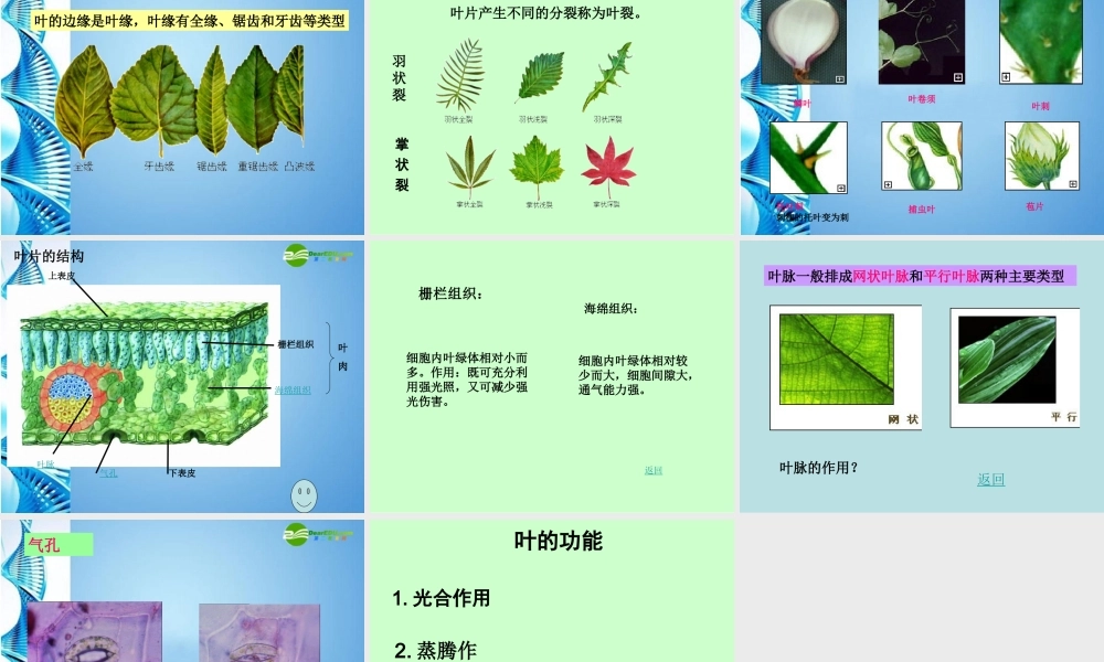 八年级生物 第二学期(试验本)第4章第一节 植物 叶的结构和功能课件 上海版 课件