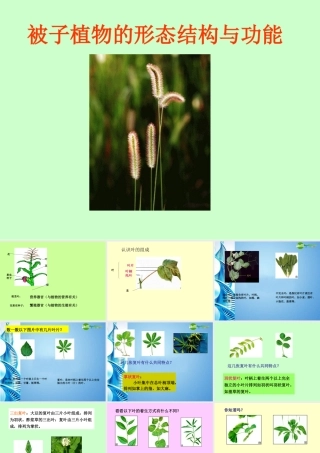 八年级生物 第二学期(试验本)第4章第一节 植物 叶的结构和功能课件 上海版 课件