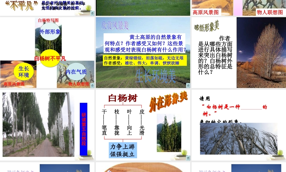 八年级语文下册 课堂教学资料第2课(白杨礼赞)课件 苏教版 课件