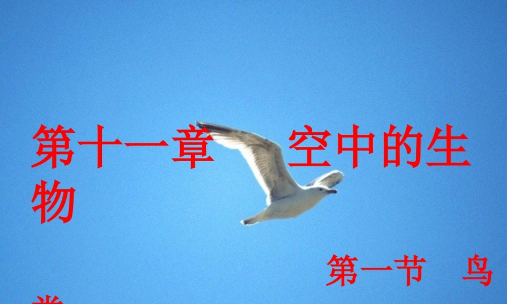 七年级生物 第11章 空中的动物 第一节鸟类课件 苏科版 课件