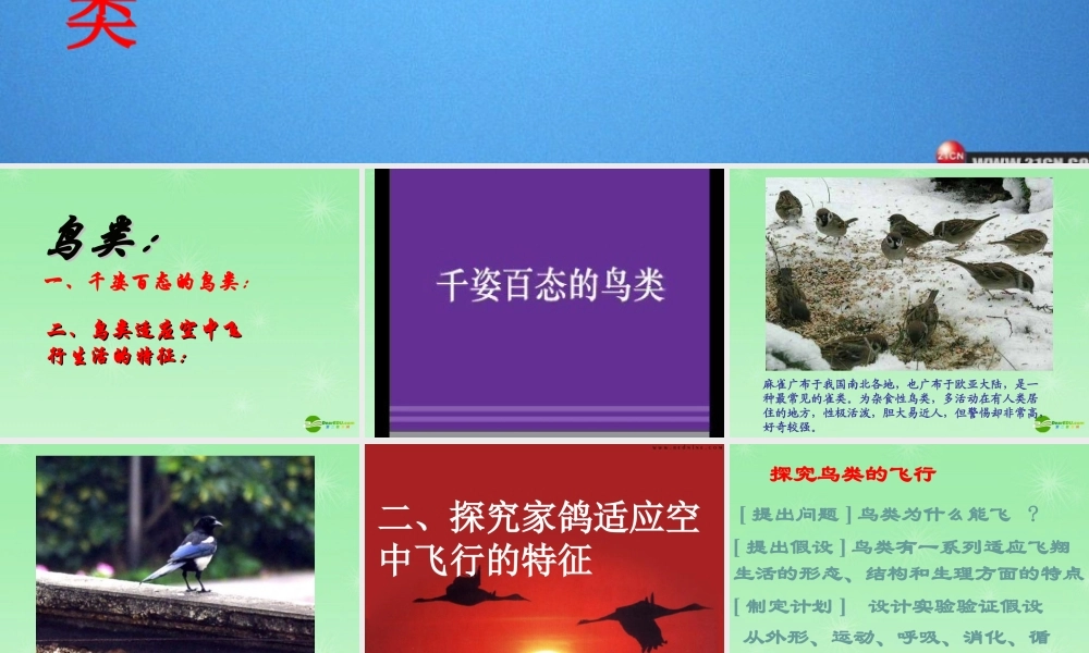 七年级生物 第11章 空中的动物 第一节鸟类课件 苏科版 课件