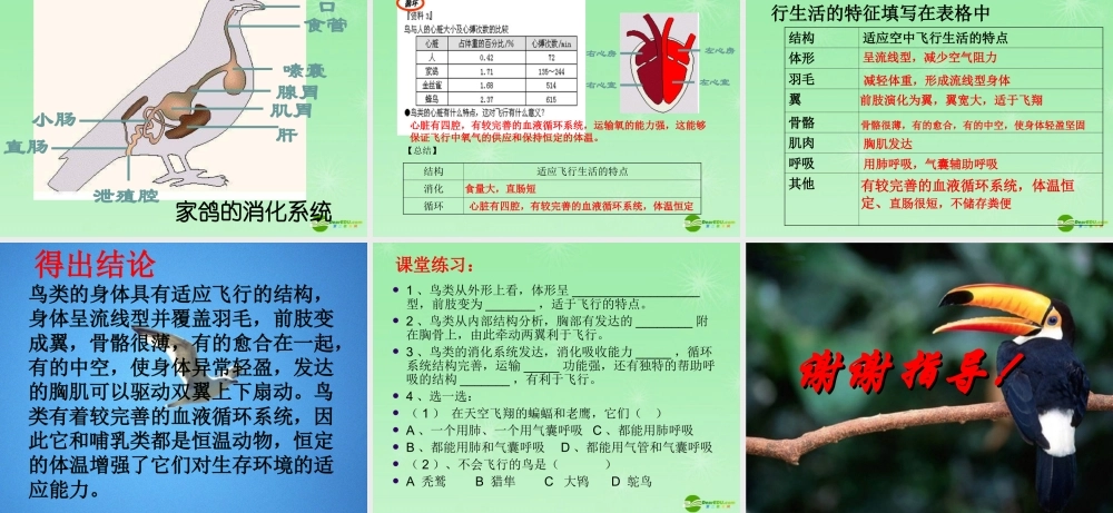 七年级生物 第11章 空中的动物 第一节鸟类课件 苏科版 课件