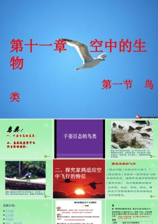 七年级生物 第11章 空中的动物 第一节鸟类课件 苏科版 课件