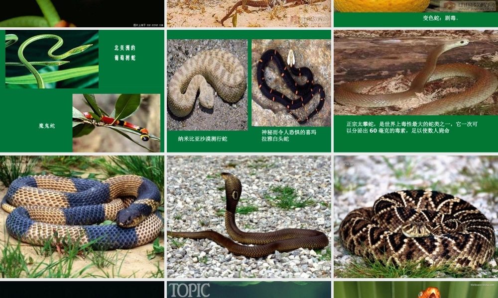 九年级语文上册 第五单元(捕蛇者说)课件 苏教版 课件