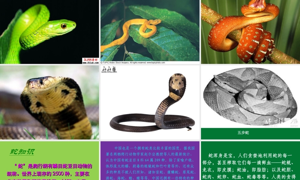 九年级语文上册 第五单元(捕蛇者说)课件 苏教版 课件