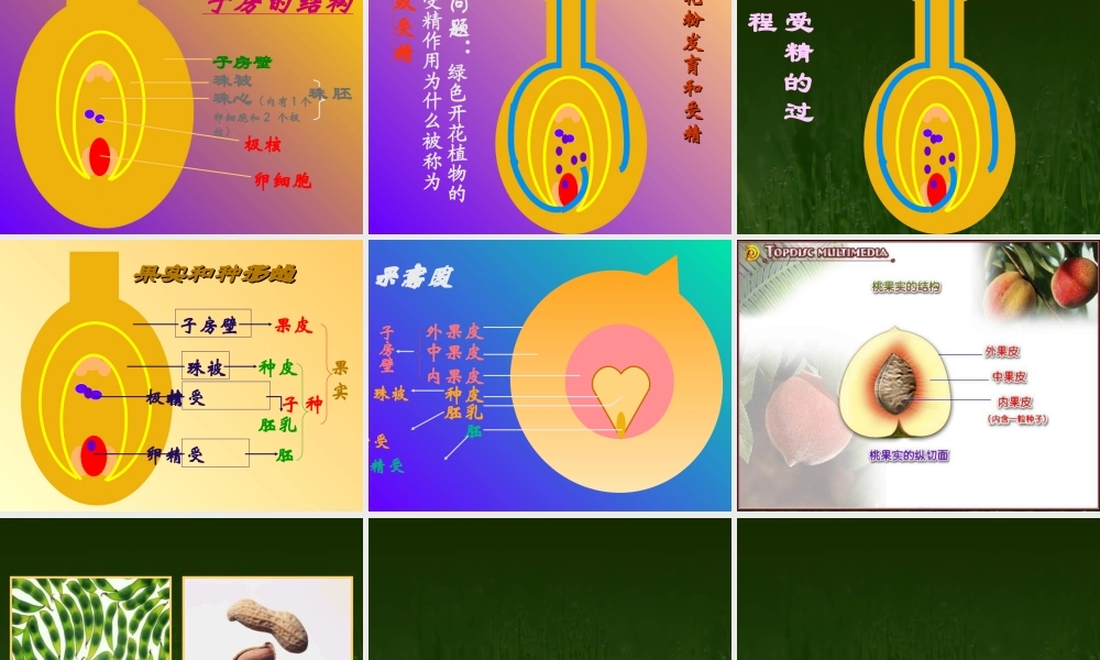 八年级生物植物的生殖和发育课件