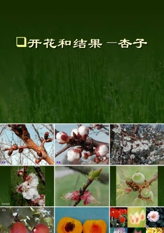 八年级生物植物的生殖和发育课件