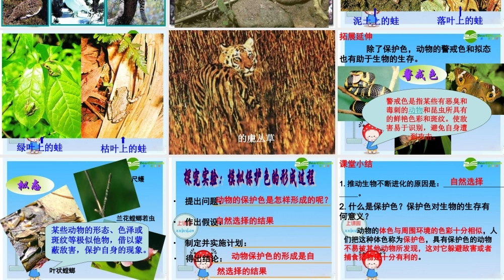 八年级生物第七单元 第三节生物进化的原因1课件人教版 课件