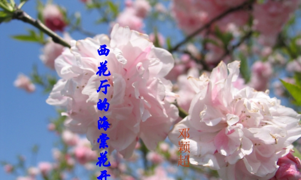 九年级语文上：第3课(西花厅的海棠花又开了)课件(语文版) 课件