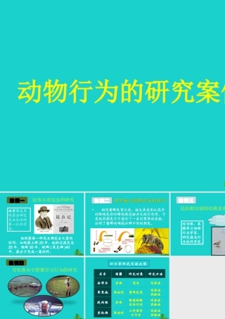 八年级生物上册 第九章 第二节 动物的行为 动物行为的研究案例课件 (新版)北京版 课件