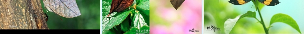 七年级语文上册 第四单元 第24课(枯叶蝴蝶)课件 鲁教版 课件