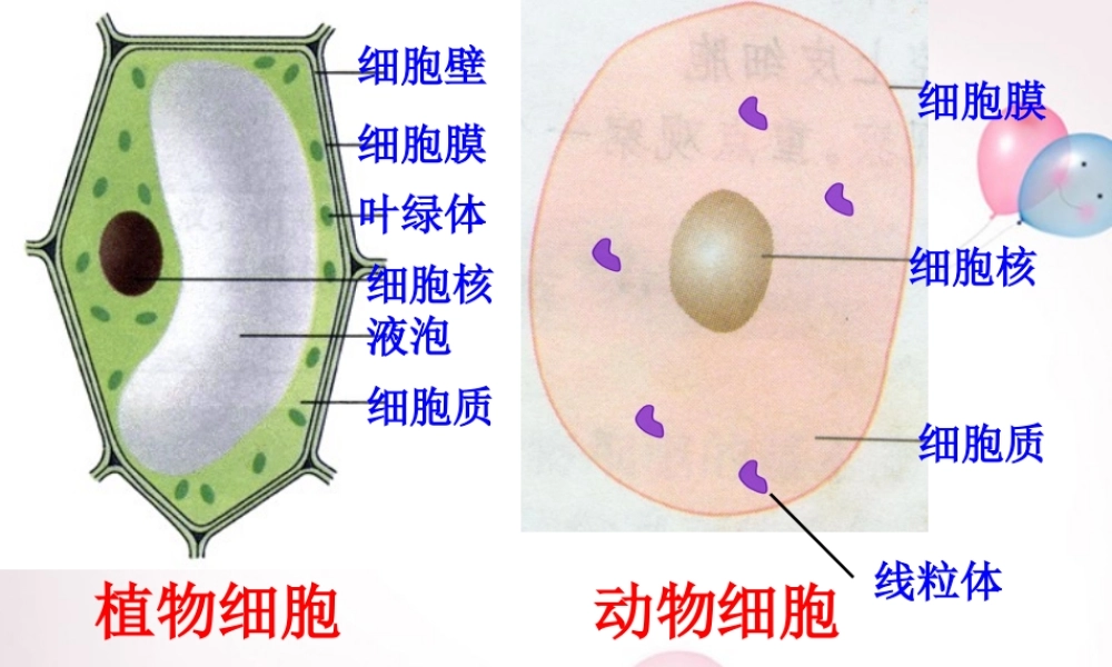 八年级生物上册 5.4.2 细菌课件 (新版)新人教版 课件