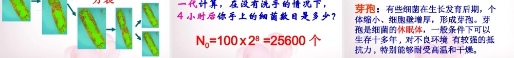 八年级生物上册 5.4.2 细菌课件 (新版)新人教版 课件