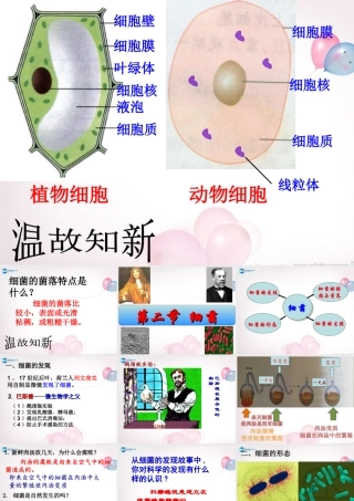八年级生物上册 5.4.2 细菌课件 (新版)新人教版 课件
