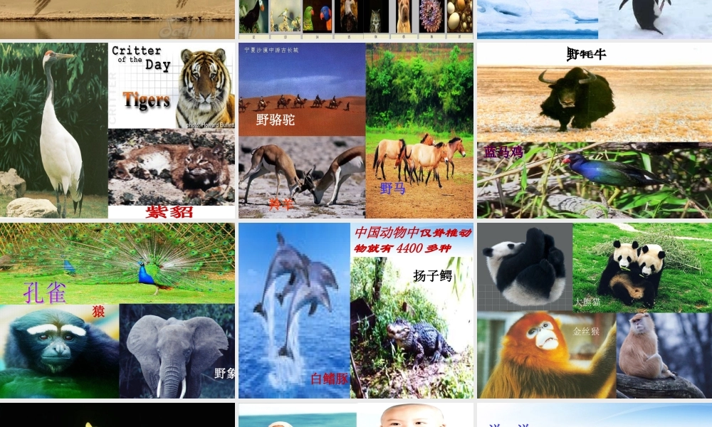 中学七年级政治第八课(神奇的生命世界)课件