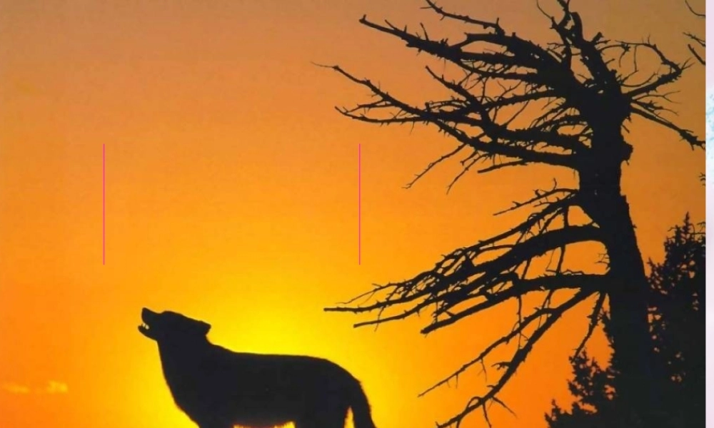 山东省泰安市七年级语文下册 30(狼)课件 新人教版 课件