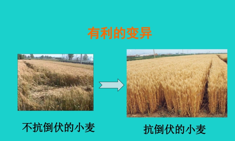 八年级生物上册 第十一章 第四节 生物的变异 有利变异与不利变异课件 (新版)北京版 课件