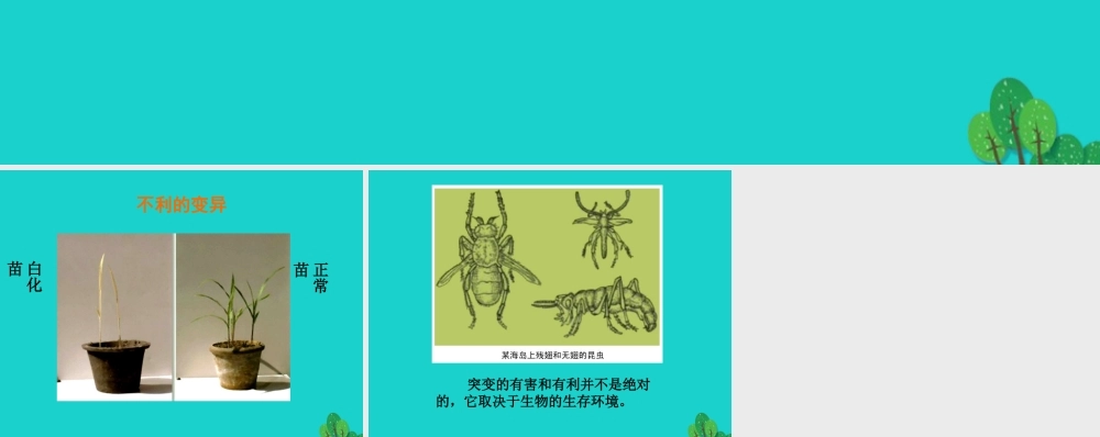 八年级生物上册 第十一章 第四节 生物的变异 有利变异与不利变异课件 (新版)北京版 课件