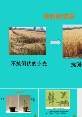 八年级生物上册 第十一章 第四节 生物的变异 有利变异与不利变异课件 (新版)北京版 课件