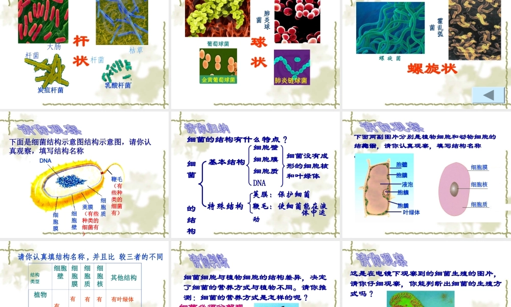 八年级生物 第二节细菌课件 新课标 人教版 课件