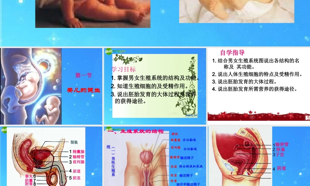 八年级生物上册 第三章第一节婴儿的诞生课件 济南版 课件