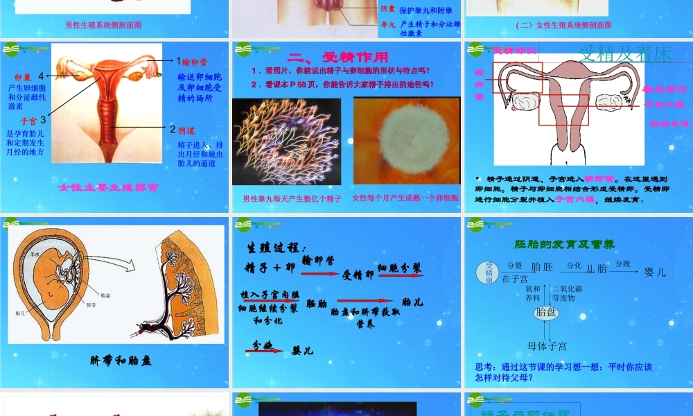 八年级生物上册 第三章第一节婴儿的诞生课件 济南版 课件