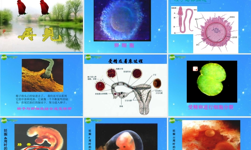 八年级生物上册 第三章第一节婴儿的诞生课件 济南版 课件