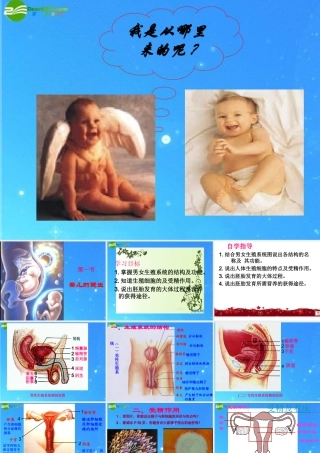 八年级生物上册 第三章第一节婴儿的诞生课件 济南版 课件