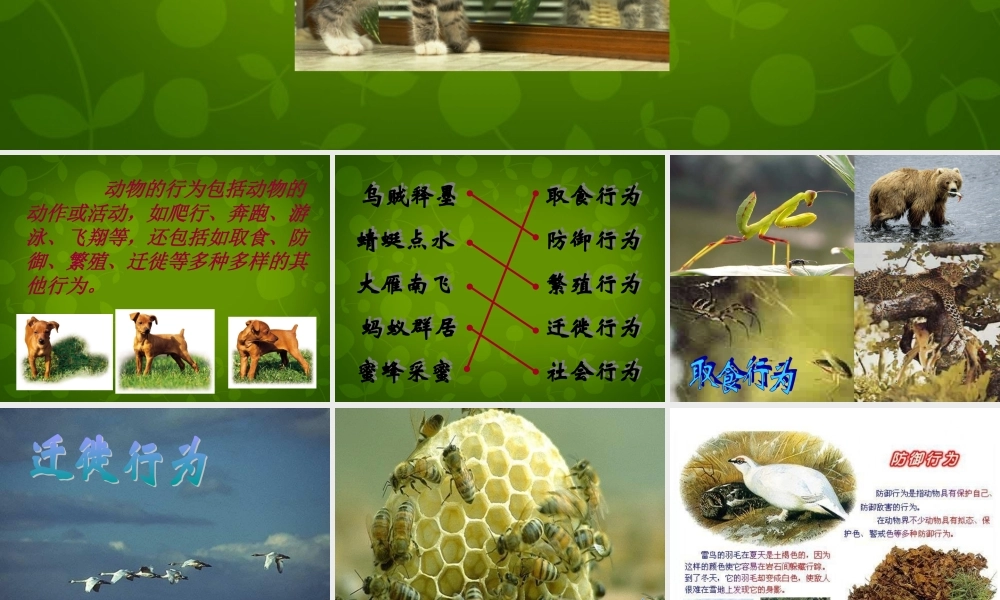 八年级生物上册 第五单元 第二章 第2节 先天行为和学习行为课件 (新版)新人教版 课件