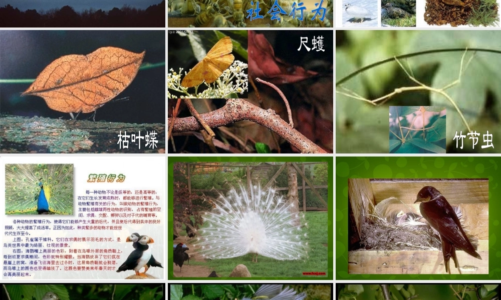 八年级生物上册 第五单元 第二章 第2节 先天行为和学习行为课件 (新版)新人教版 课件