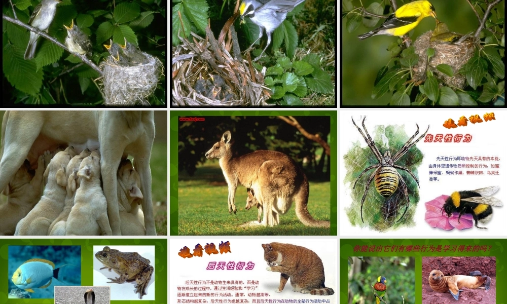 八年级生物上册 第五单元 第二章 第2节 先天行为和学习行为课件 (新版)新人教版 课件