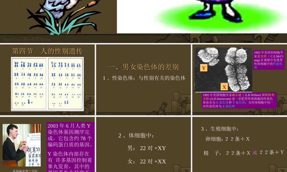 人的性别遗传八年级生物课件示例一 课件
