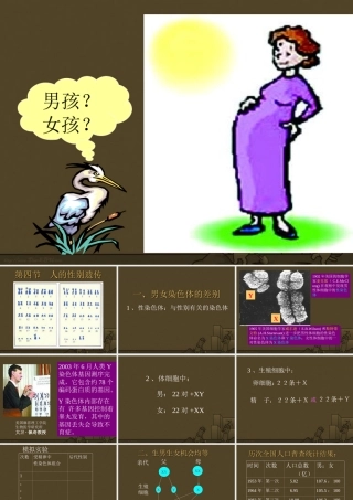 人的性别遗传八年级生物课件示例一 课件