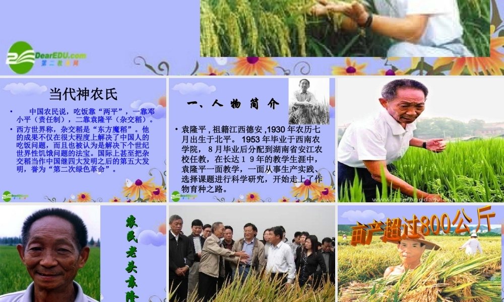八年级语文上册 二单元第8课(杂交水稻之父－袁隆平)课件 语文版 课件