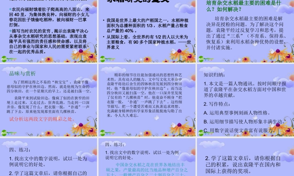 八年级语文上册 二单元第8课(杂交水稻之父－袁隆平)课件 语文版 课件