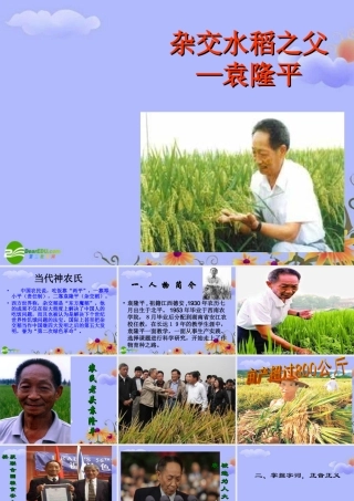 八年级语文上册 二单元第8课(杂交水稻之父－袁隆平)课件 语文版 课件